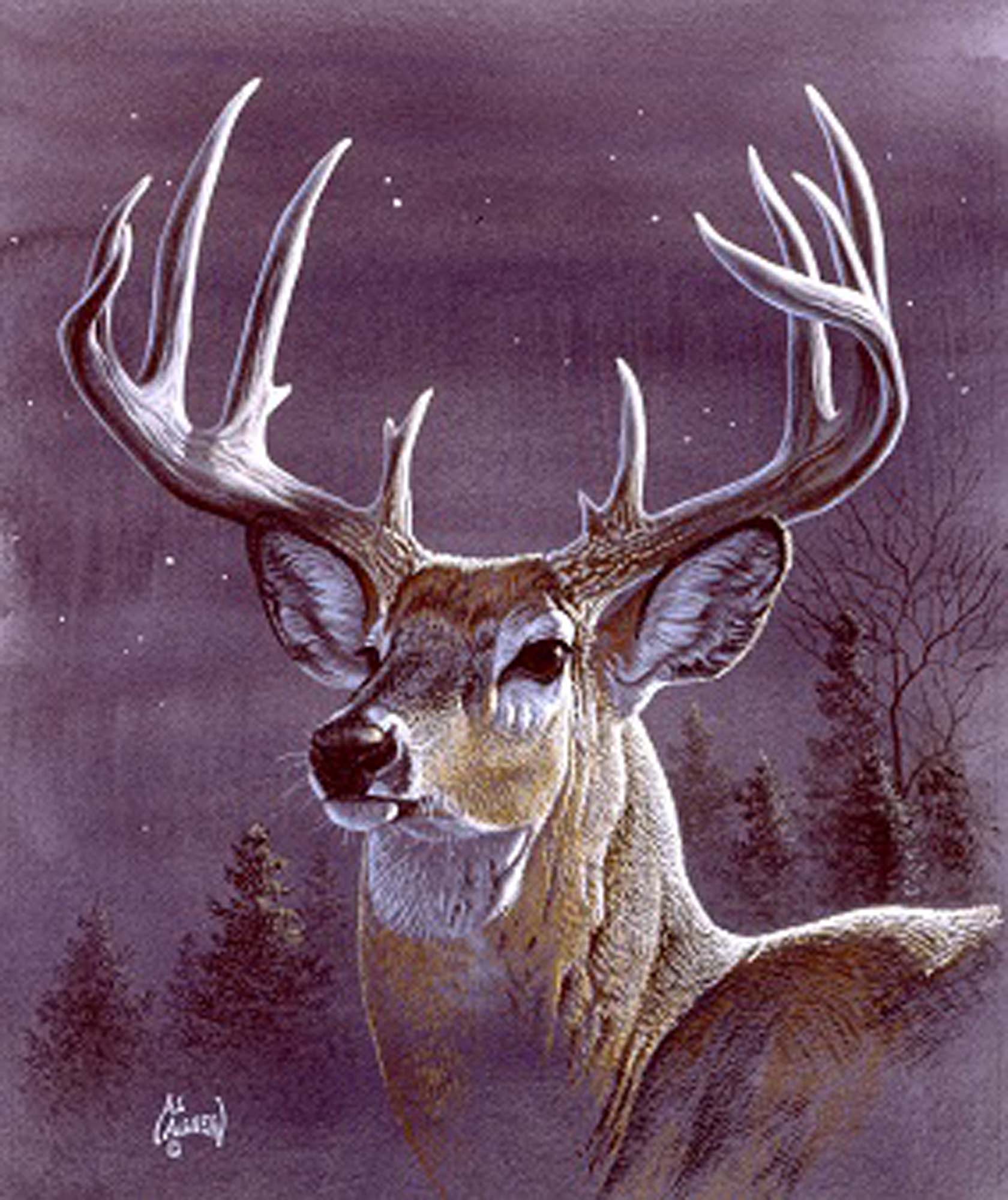 Plush Queen Size Deer Blanket - Extremely Soft - Machine Washable - Midnight Buck