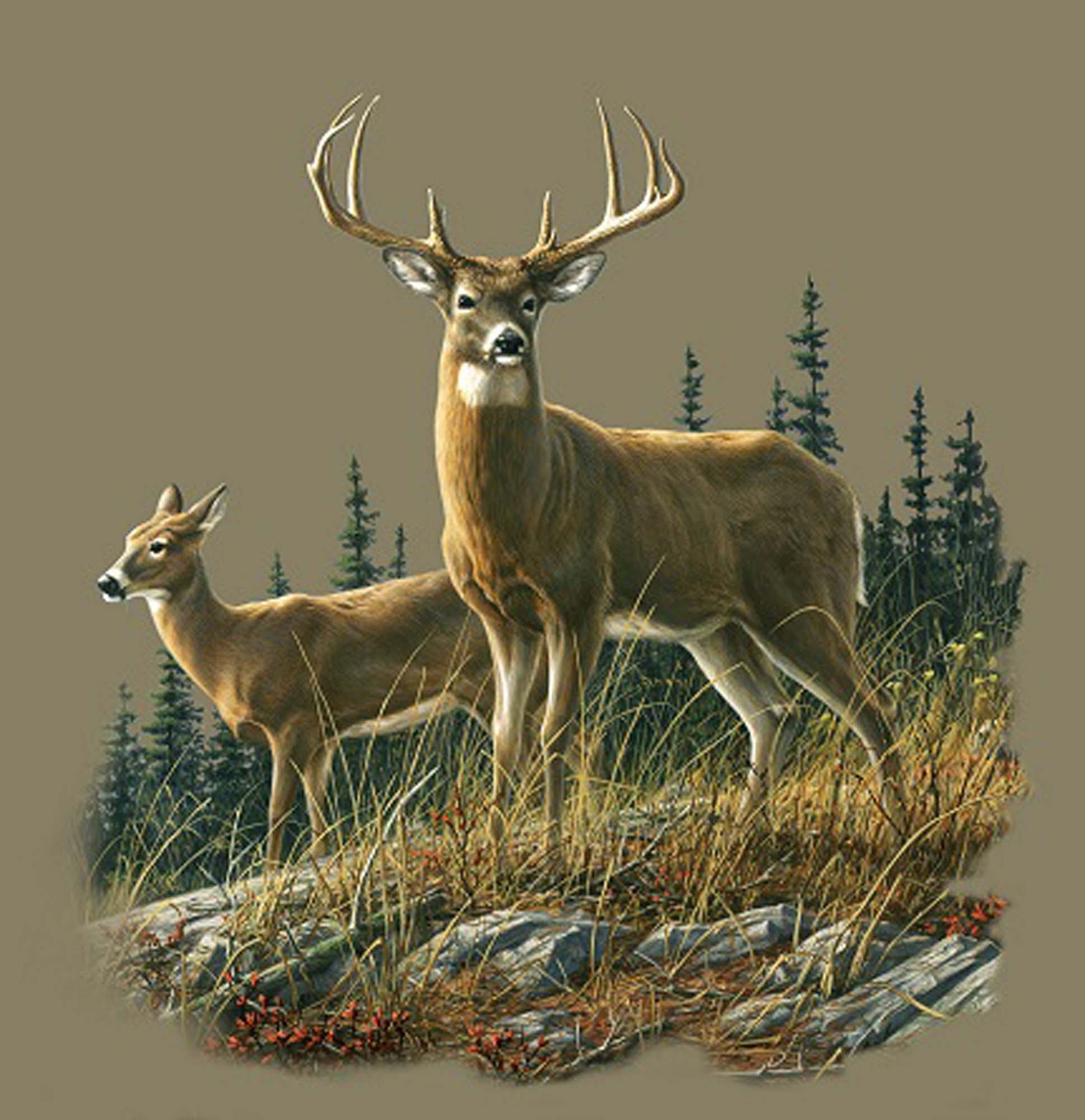 Plush Queen Size Deer Blanket - Extremely Soft - Machine Washable - Autumn Whitetails